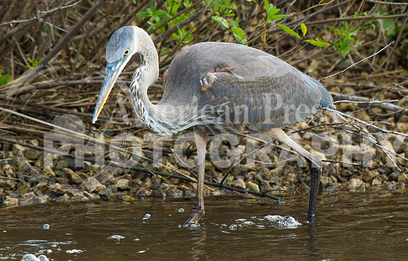 nwkm.1130.blueheron-1