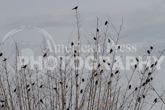 nwdp0707_black_birds.1