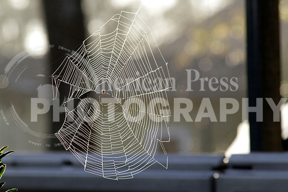 nwdp0315_spiderweb.4