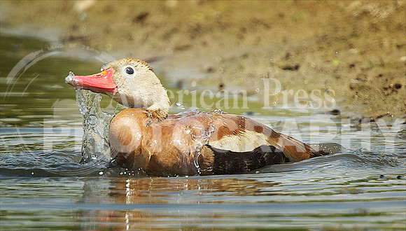 nwrh.0525.ducking.around4